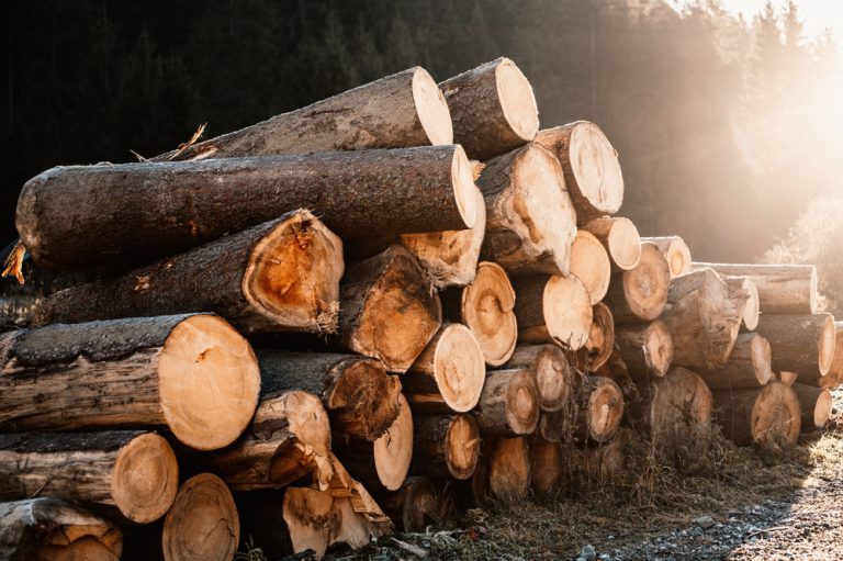 21 marca obchodziliśmy Międzynarodowy Dzień Lasów