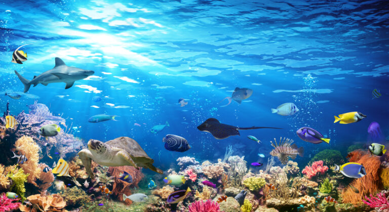 8 czerwca – Światowy Dzień Oceanów
