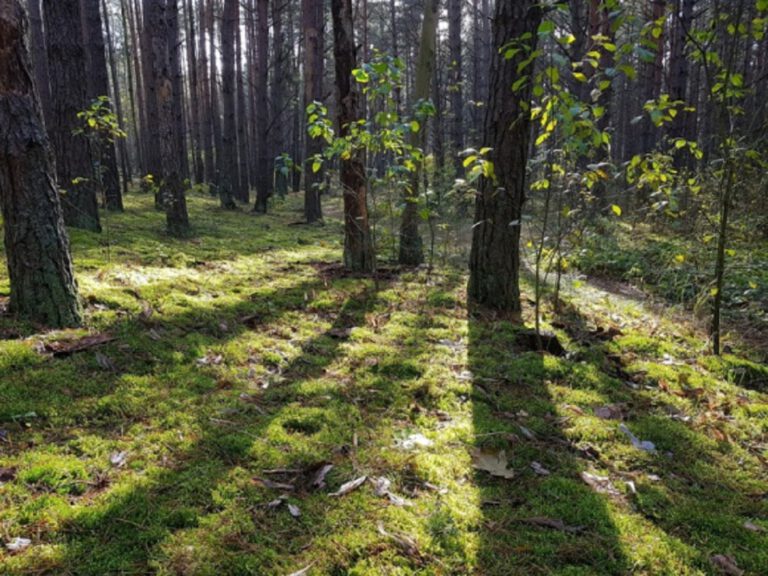 Tydzień Lasów FSC. Zadbajmy o przyszłość naszej planety
