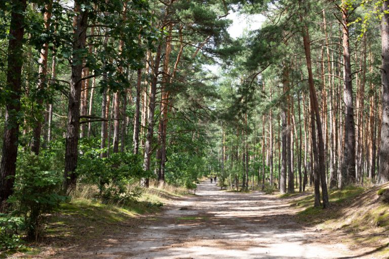 Castorama wspiera ochronę ekosystemów leśnych dwóch parków narodowych