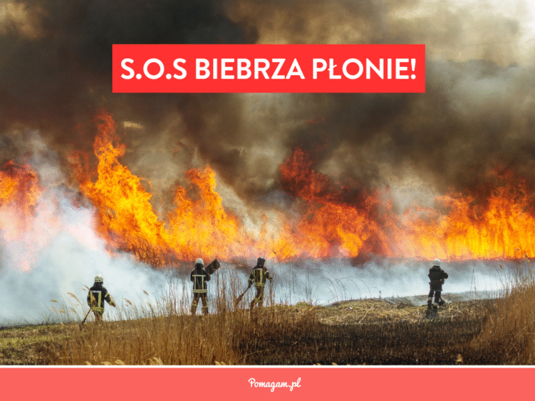 SOS Biebrza płonie: rusza oficjalna zbiórka Fundacji Pomagam.pl
